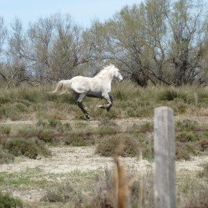 white horse at play